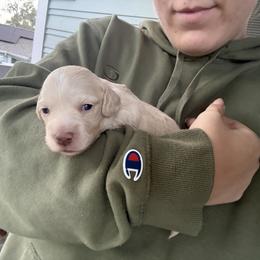 Dachshund Puppies from Mini Dachshund Duo Pups