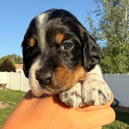 1st Pick Male - Blue belton and tan (tri-color) male Llewellin Setter puppy in Blackfoot, Idaho from Sand Hill Shepherds & Setters