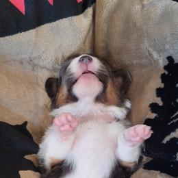 Pembroke Welsh Corgi Puppies from Top-Notch Paws