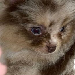 Pomeranian Puppies from MD Bella Pomeranian