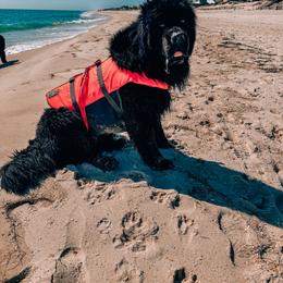 Newfoundland All Grown Up from Noble Newfoundlands