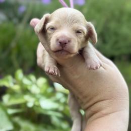 Pearl - Cream female Dachshund puppy in Wharton County, Texas from Country Bumpkins