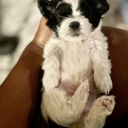 Shih Tzu Puppies from One Hit Wonder