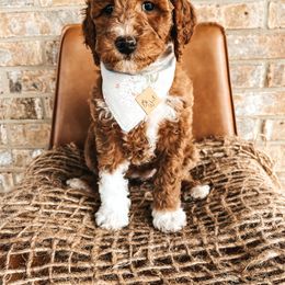 Goldendoodle Puppies from The Doting Doodle