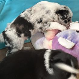 Border Collie Puppies from Roaring River Border Collies
