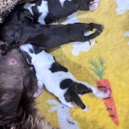 Girl 1 - Liver female Miniature Schnauzer puppy in Santa Ana, California from The_K_Schnauzers
