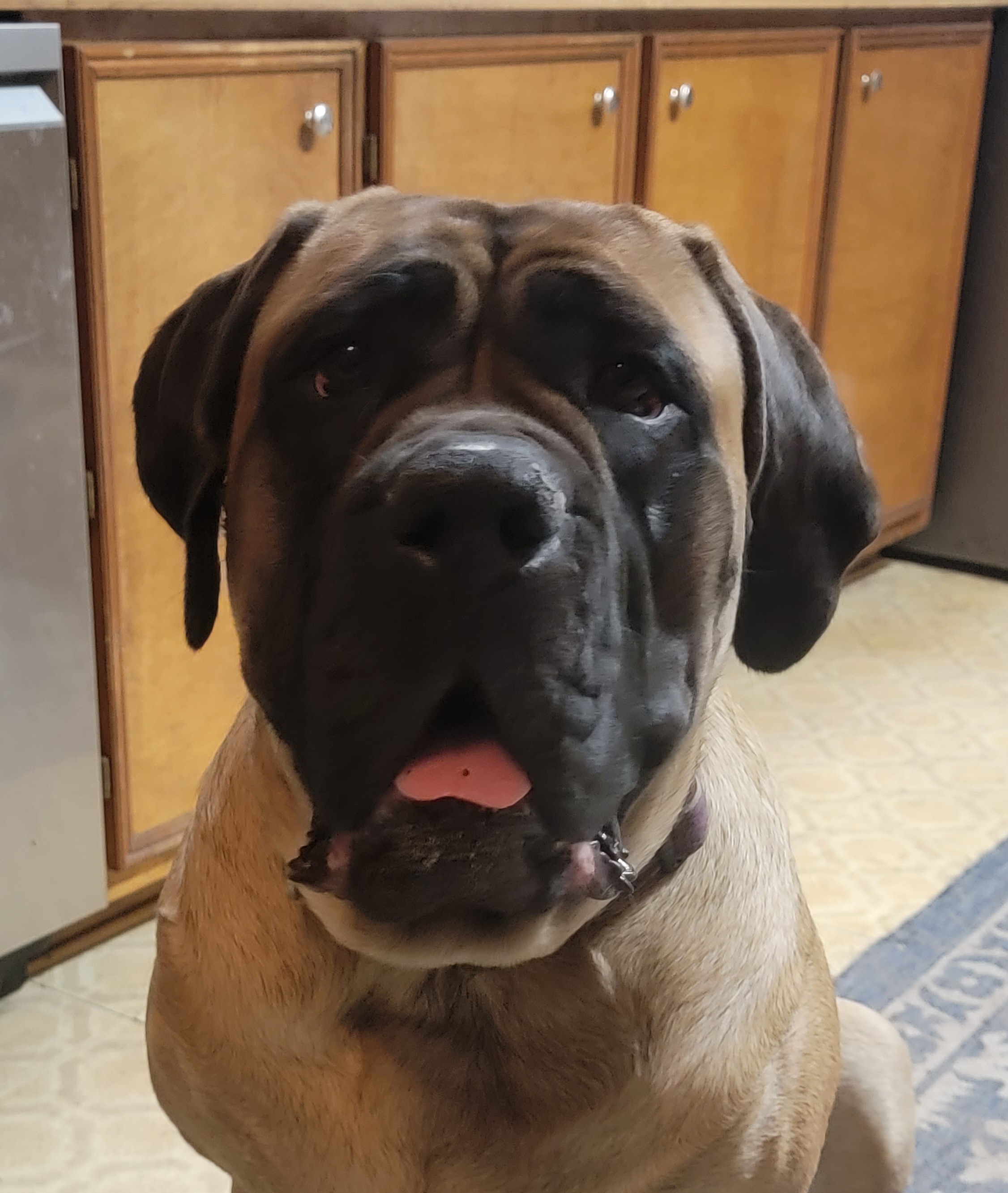 Athena - Mastiff
