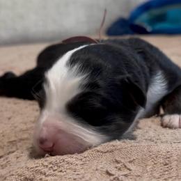 Pink collar - Black tri female Miniature American Shepherd puppy in Pueblo West, Colorado from Bear River Ranch LLC