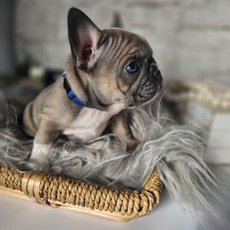 Finn - French Bulldog puppy from Riggins Mastiffs and Danes