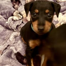 Teal - Black and tan female Manchester Terrier puppy in East Oakdale, California from Tango Kennels