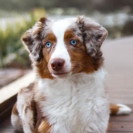 Scottie - Miniature American Shepherd