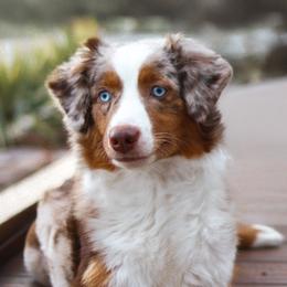 Scottie - Miniature American Shepherd