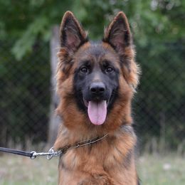Honda - German Shepherd