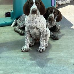 Boy 1 Staying At HK - German Shorthaired Pointer puppy in Dearborn, Missouri from Hardwood Kennels