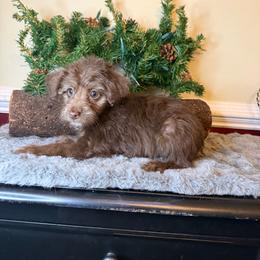 Brandy - Chocolate female Yorkipoo puppy in Henderson, North Carolina from Dorans Danes and Doodles