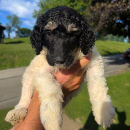 Gale - Parti female Poodle puppy in Washington, Pennsylvania from Patriotic Poodles