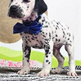 Duke - White and black male Dalmatian puppy in Sedalia, Missouri from Missouri Dalmatians