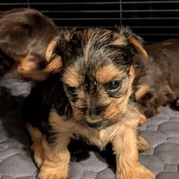 Gloria - smallest girl - Blue and gold female Yorkshire Terrier puppy in Gatesville, Texas from KontryKritterz Yorkies