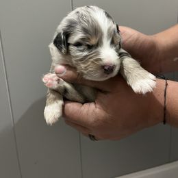 Australian Shepherd Puppies from Juno Homestead Aussies