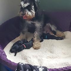 Miniature Schnauzer Puppies from Nature's Nook