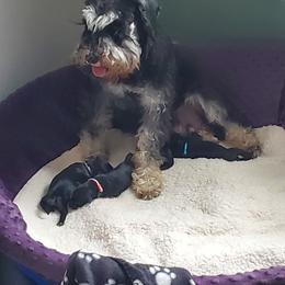 Miniature Schnauzer Puppies from Nature's Nook