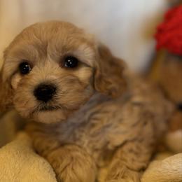 Ava - female Cavapoochon puppy in Waldron, Arkansas from Kay’s Cutie Poos