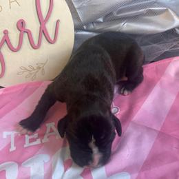 Girl 3 - Brindle female Boxer puppy in Lakeland, Florida from Cote's Boxers