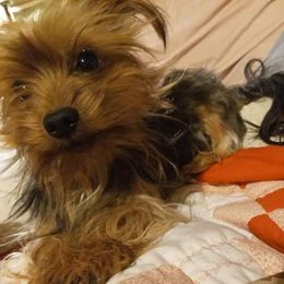 Yorkshire Terrier All Grown Up from West Texas Moonshine Yorkies