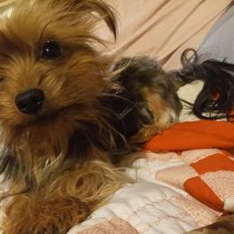 Yorkshire Terrier All Grown Up from West Texas Moonshine Yorkies