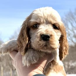 Arizona - Lemon and white female English Springer Spaniel puppy in Bay City, Wisconsin from Springer Hills Farm