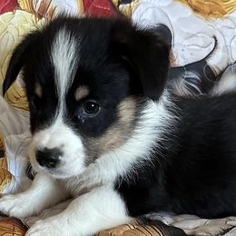 Zephyr - Pembroke Welsh Corgi puppy from Hickory Springs Corgis