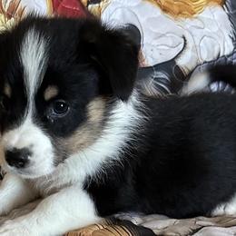 Zephyr - Pembroke Welsh Corgi puppy from Hickory Springs Corgis