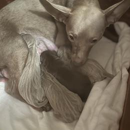 Miniature Pinscher puppies from Lucy’s Min Pin