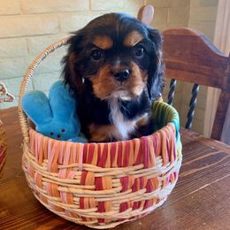 Harrison - Black and tan Cavalier King Charles Spaniel puppy in Tucson, Arizona from Abbey Road Cavaliers