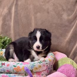 Feather - Black tri-color female Australian Shepherd puppy in California from Eagle River Aussies