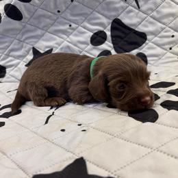 Donner - Chocolate male Dachshund puppy in Pearland, Texas from Texas Dachshund Dreams
