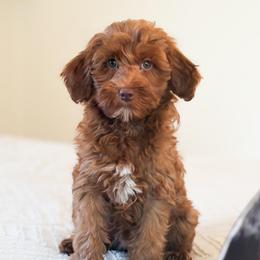 Hazel - Red  female Goldendoodle puppy in Sallisaw, Oklahoma from Huddle Puppies