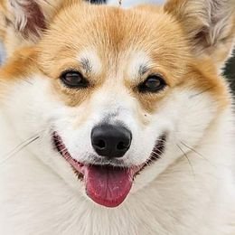 Pembroke Welsh Corgis from Hart's Pembroke Welsh Corgis