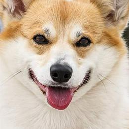 Pembroke Welsh Corgis from Hart's Pembroke Welsh Corgis
