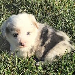 Milo - Blue male Pembroke Welsh Corgi puppy in Hillsville, Virginia from Bonderosa Kennels