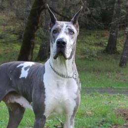 Tazia - Great Dane