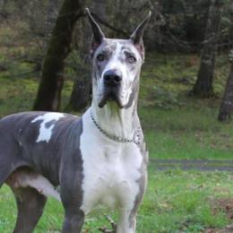 Tazia - Great Dane