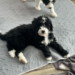 Pink - Black and white female Bernedoodle puppy in Millville, New Jersey from Michelle's Doodles
