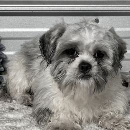 ASPEN - Blue and white male Shih Tzu puppy in Elgin, South Carolina from Silver Bells Paw Prints
