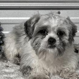 ASPEN - Blue and white male Shih Tzu puppy in Elgin, South Carolina from Silver Bells Paw Prints