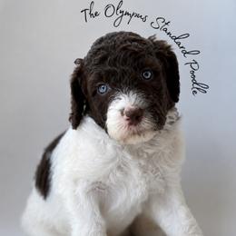 Eloise Bridgerton - Parti female Poodle puppy in Spring Hills, Florida from The Olympus Standard Poodle