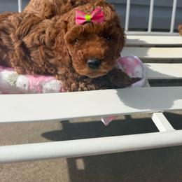Bonnie - Red  female Goldendoodle puppy in Springfield, Tennessee from BK3 Miniature Goldendoodles