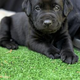 Rogue - Black female Labrador Retriever puppy in Eugene, Oregon from McKenzie Reign Labradors