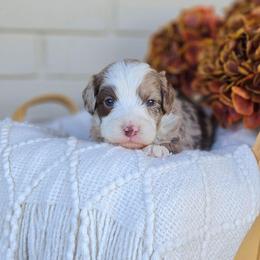 Carter - Chocolate merle male Bernedoodle puppy in Russell Springs, Kentucky from 270 Doodles
