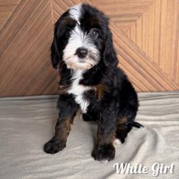 White girl - Tri-color female Bernedoodle puppy in Modesto, California from Two Doods Doodles
